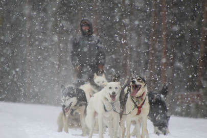 Dog Sledding in Vail / Beaver Creek